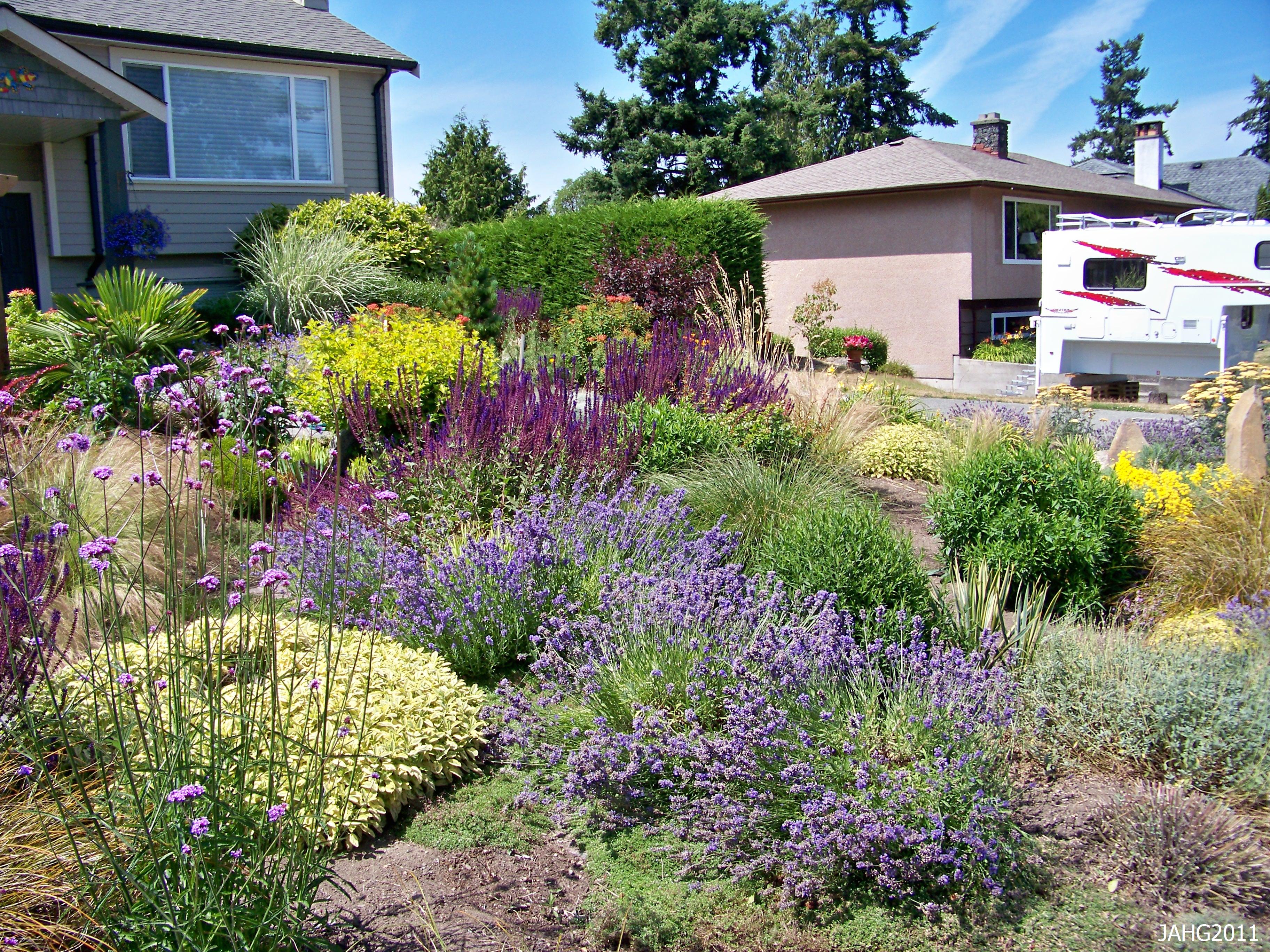 contemporary west coast drought tolerant garden with Hidcote 
