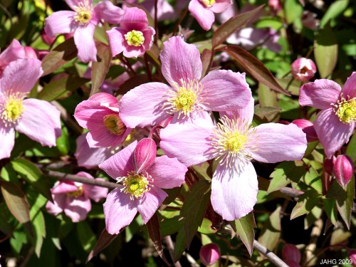 Clematis montana 'Tetrarose' flowers are similar to Japanese Anemone's
