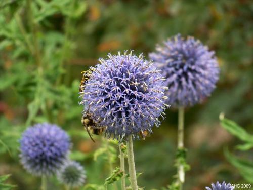 Echinops or Globe Thistle are a good example of a Composite flower.