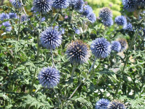 This very blue Echinops  is at Glendale Gardens in Saanich.