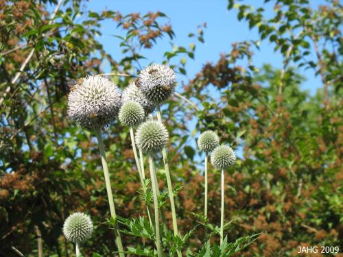 This Echinops exaltatus looks other worldy floating in the trees.