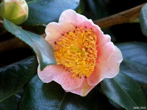 I found this interesting Camellia japonica form in Beacon Hill Park.