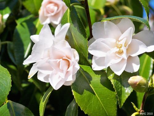 The  beautiful and unusual Camellia japonica 'Magnoliaeflora'