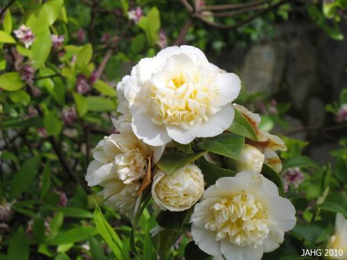 Camellia japonica 'Jury's Yellow', a 1976 developement from New Zealand.