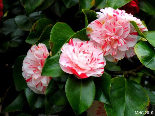 Camellia (Contessa) 'Lavina Maggi'