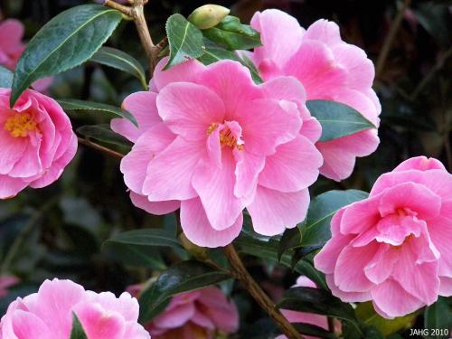 Camellia x williamsii 'Donation', probably the most beautiful and sucessful  japonica x saluenensis cross.