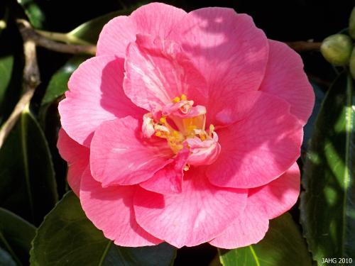 This Camellia was formerly known as 'Lady Clare', we are now using its correct Japanese name 'Akashi-Gata'