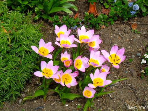 Tulipa bakeri 'Lilac Wonder' is also known as saxitilis and comes from the island of Crete. This is a light color form.