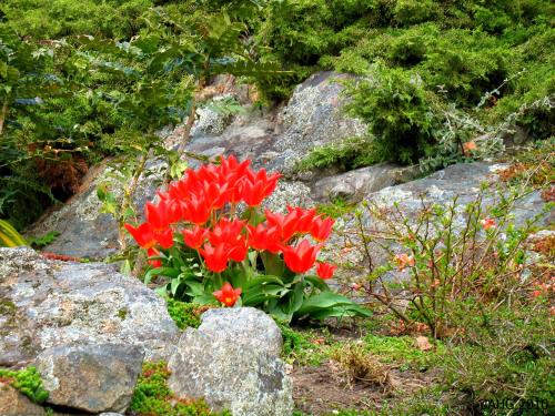  This group of Tulipa praetans are found high up in the Terrace Gardens at Government House.