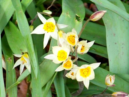 Tulipa turkestanica has small starry flowers and a lax habit.