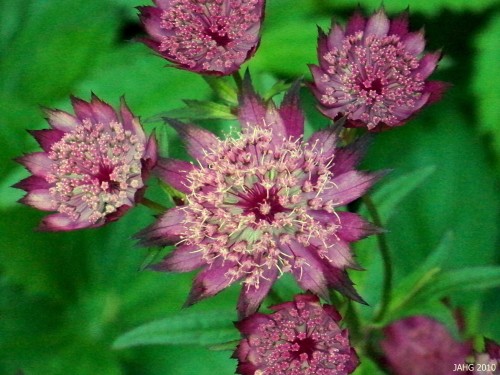 One of  the many red forms of Astrantia major which are available now.