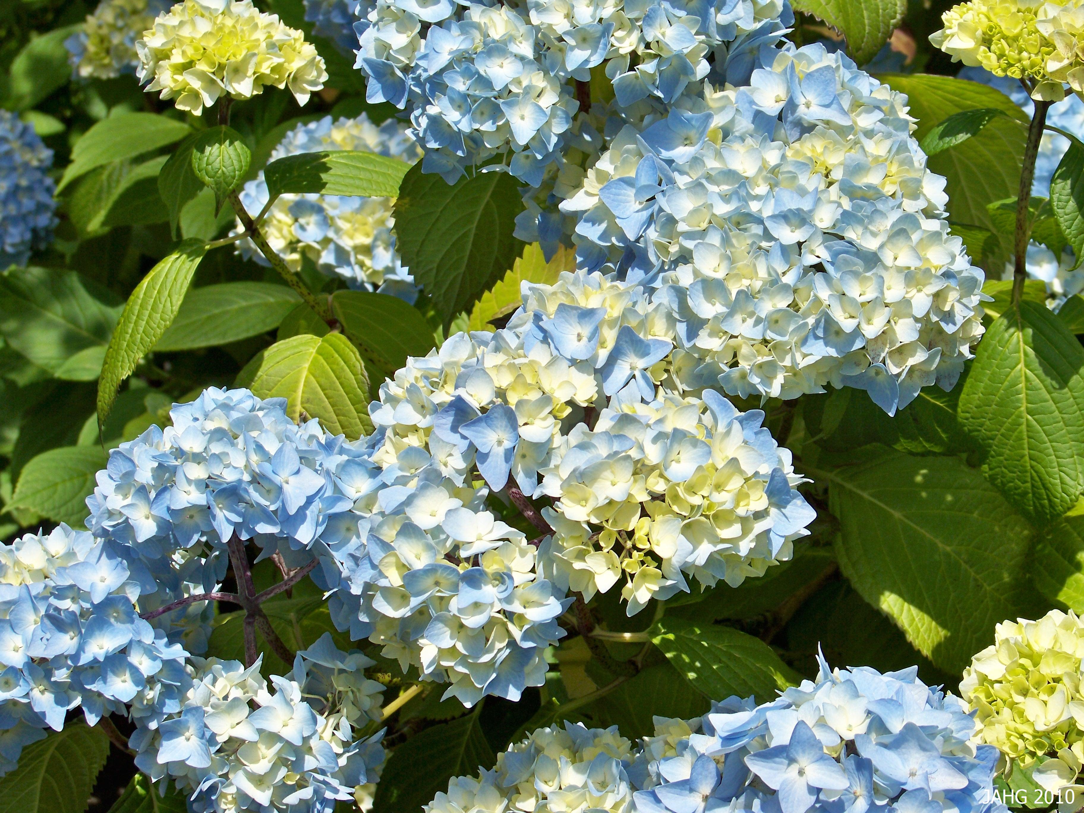 In Japan Hydrangeas have important cultural and artistic significance 