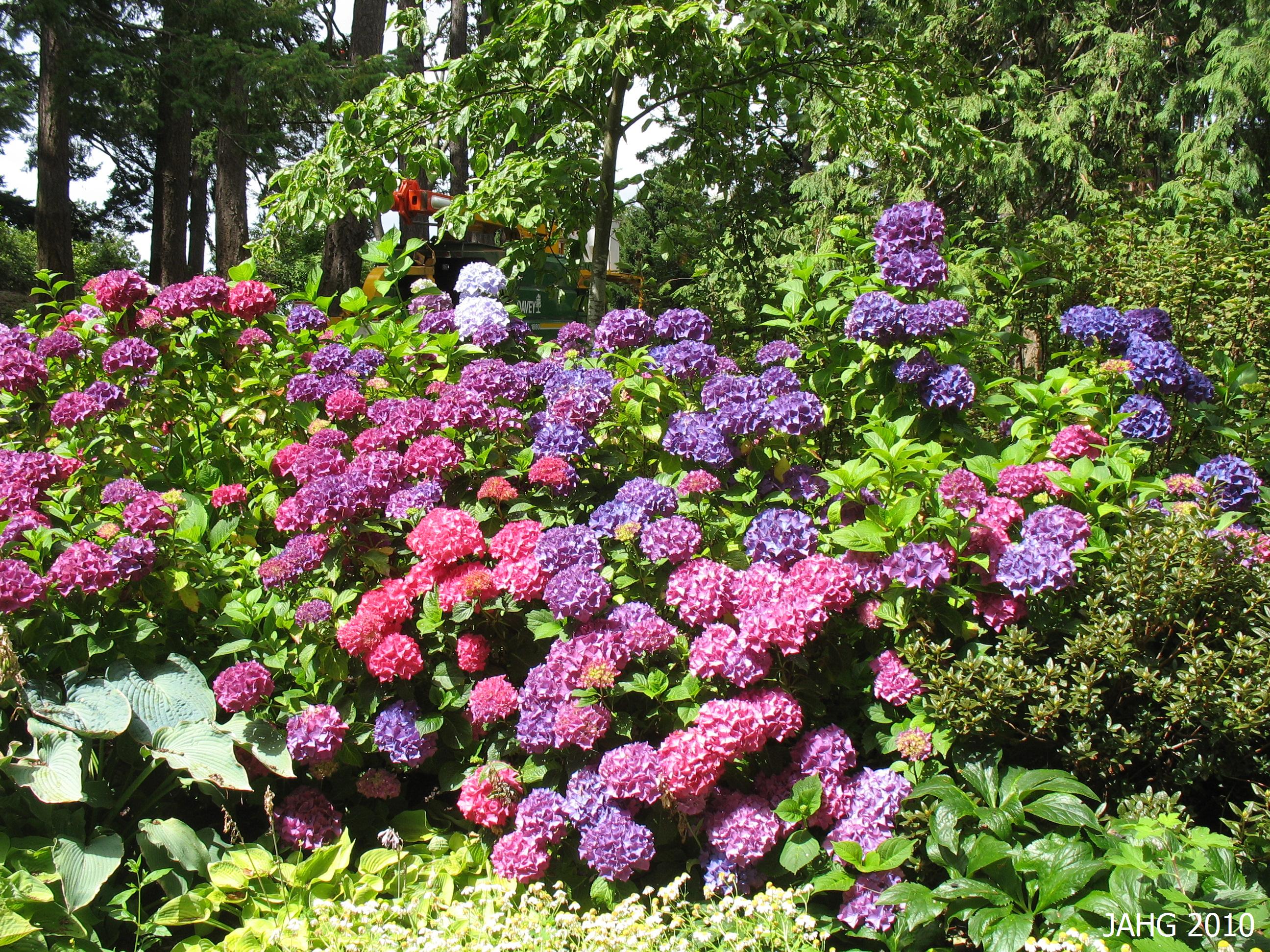  Hydrangea macrophylla border planting at Government House In Victoria
