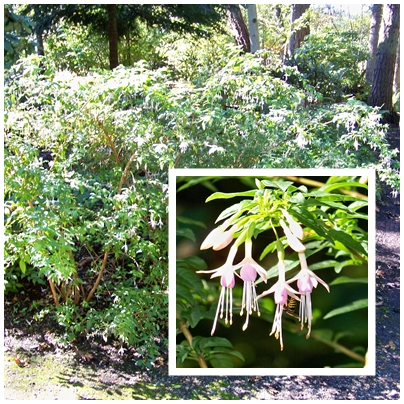 Fuchsia magellanica var. molinae (Alba) is one of the more commonly seen color forms. 