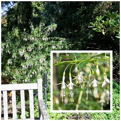 Fuchsia magellanica 'Hawkshead' has pure white flowers and light green foliage.