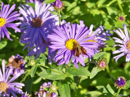 Aster x frikartii 'Monch' combines the best of its parents to create a wonderful plant.