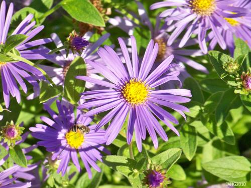 The simplicity, large size and purity of color of Monch Aster flowers is one of most pleasing aspects of the plant.