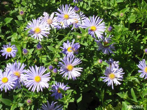 The attractive foliage that Aster x frikartii `Monch`is an added benefit.