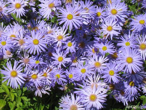 The single flowers of Aster Frikartii 'Monch' make beautiful subjects for use in boquets.