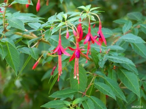 Fuchsia magellanica 'gracilis' shows off the delicate flowers which have been refered to as Ladys Eardrops.