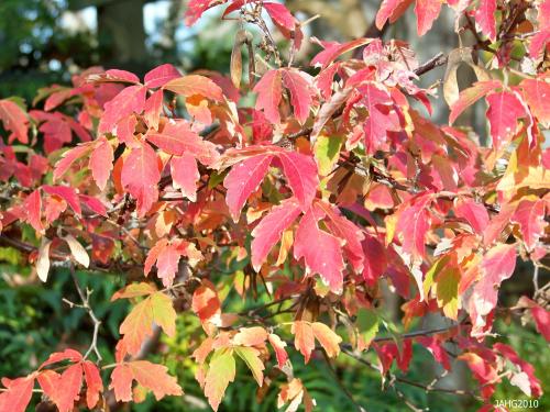  The delicate looking trifoliate leaves of Acer griseum come to life in flaming fashion in the fall. 
