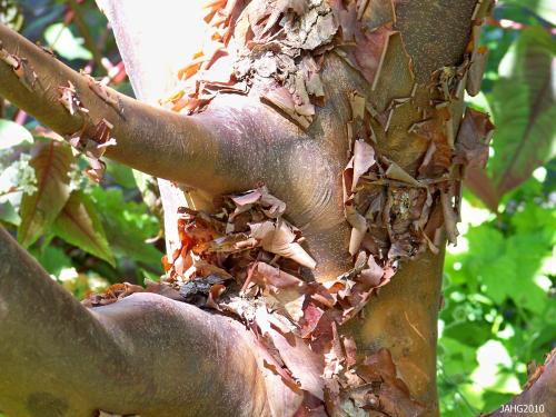 The peeling 'paperbark' of Acer griseum is very beautiful throughout the year. 