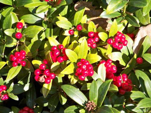  The berries of Skimia japonica are a bright shiny red and are very festive looking at this time of the year.