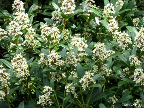  This appears to be a female Skimmia japonica plant as there does not appear to be any stamens with pollen present.