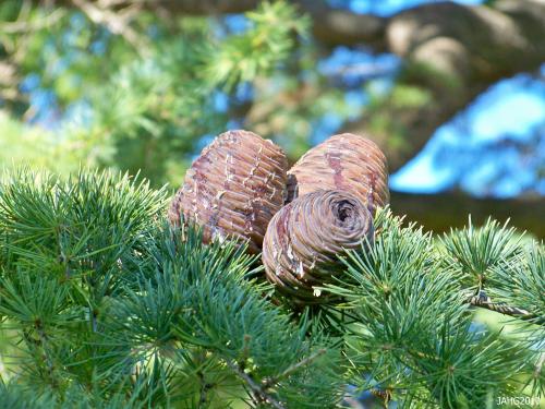 The large cones which sit up-right are just one of the attractive features of Cedrus deodara