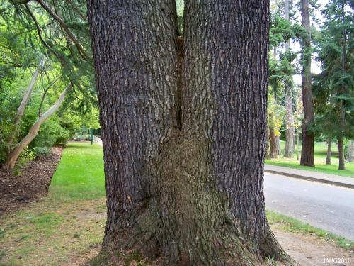 The attractive bark of Cedrus deodara is seen in this multi-trunked tree.