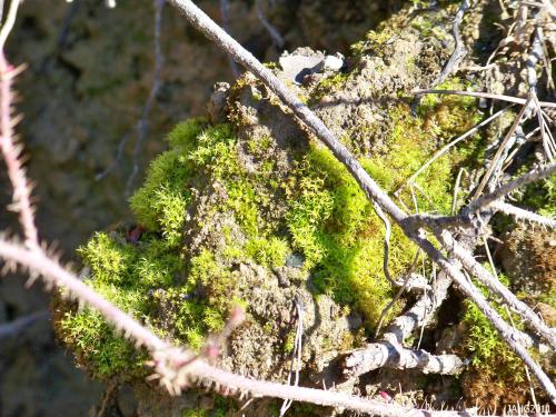Wet Rock Moss (Dichodontium pellucidum) is found on sea level cliffs and bluffs is an important soil stabilizer. 