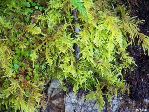 One of the most beautiful of Mosses found in this area is Oregon Beaked Moss (Kindbergia oregona). 