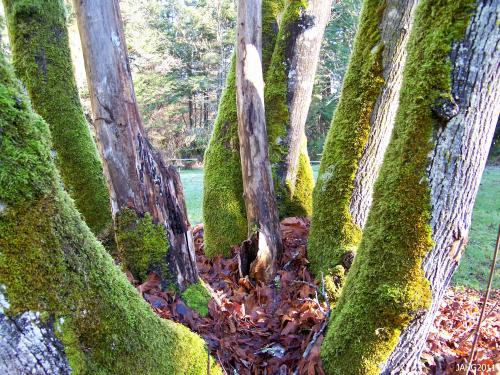  Moss is an important part of the ecosystem of the Pacific Northwest and the rainforest.