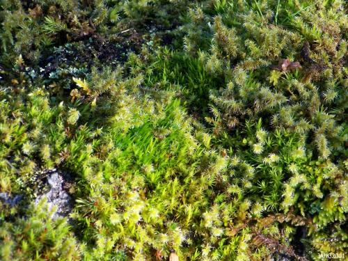 Many Mosses co-exist peacefully close together and with other plants.