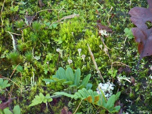 Here we see Pixie Lichen and Licorice Fern getting established in a thin layer of moss-soil on a rock outcrop at Playfair Park. 