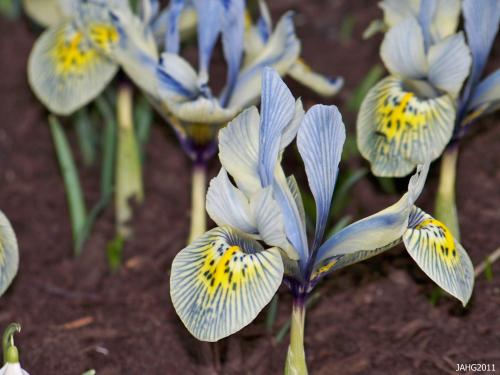The exotic colored Iris 'Katherine Hodgkin' has wonderfully reticulated petals.