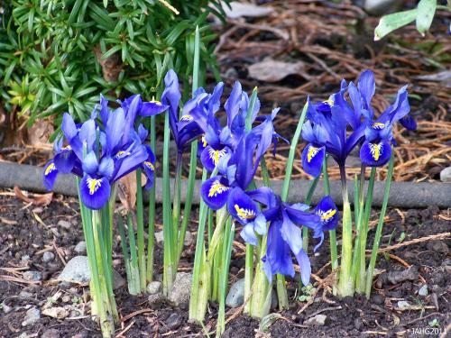 The classic Iris reticulata (Reticulated Iris) ia a welcome shot of brilliant blue in the garden. 
