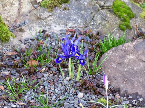 Tough Reticulated Iris flowers are not effected by winter freezes or snow piled up around them. 