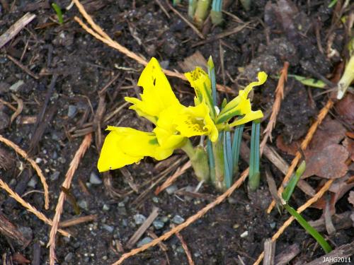 The slug damage to this Iris danfordiae makes it all most unrecognizable.